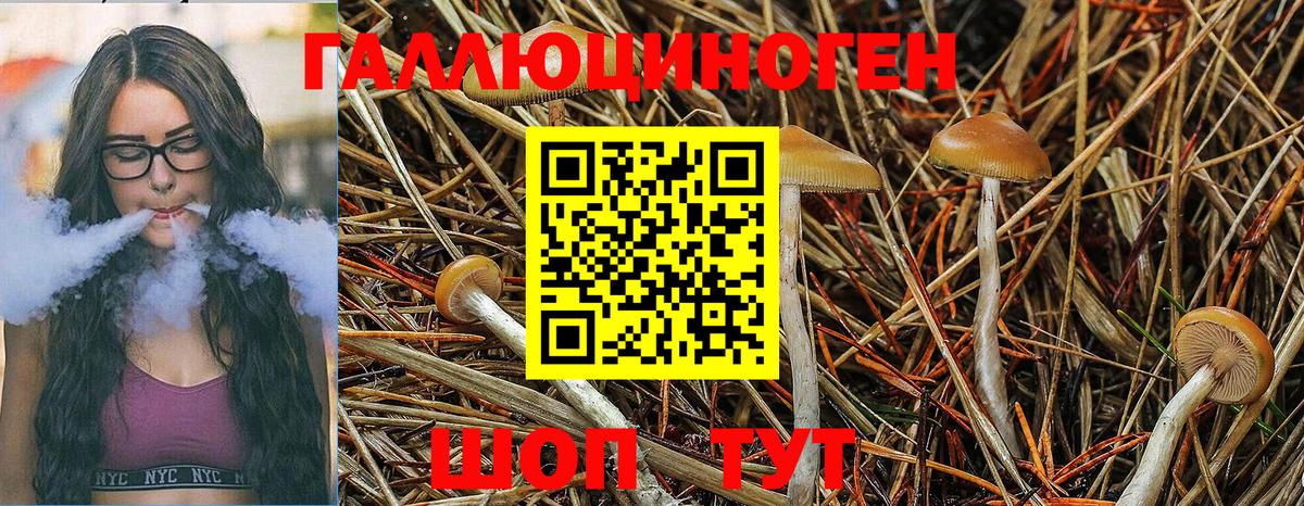 Псилоцибиновые грибы GOLDEN TEACHER  Владикавказ 